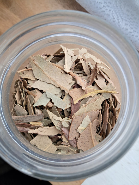 Eucalyptus leaf