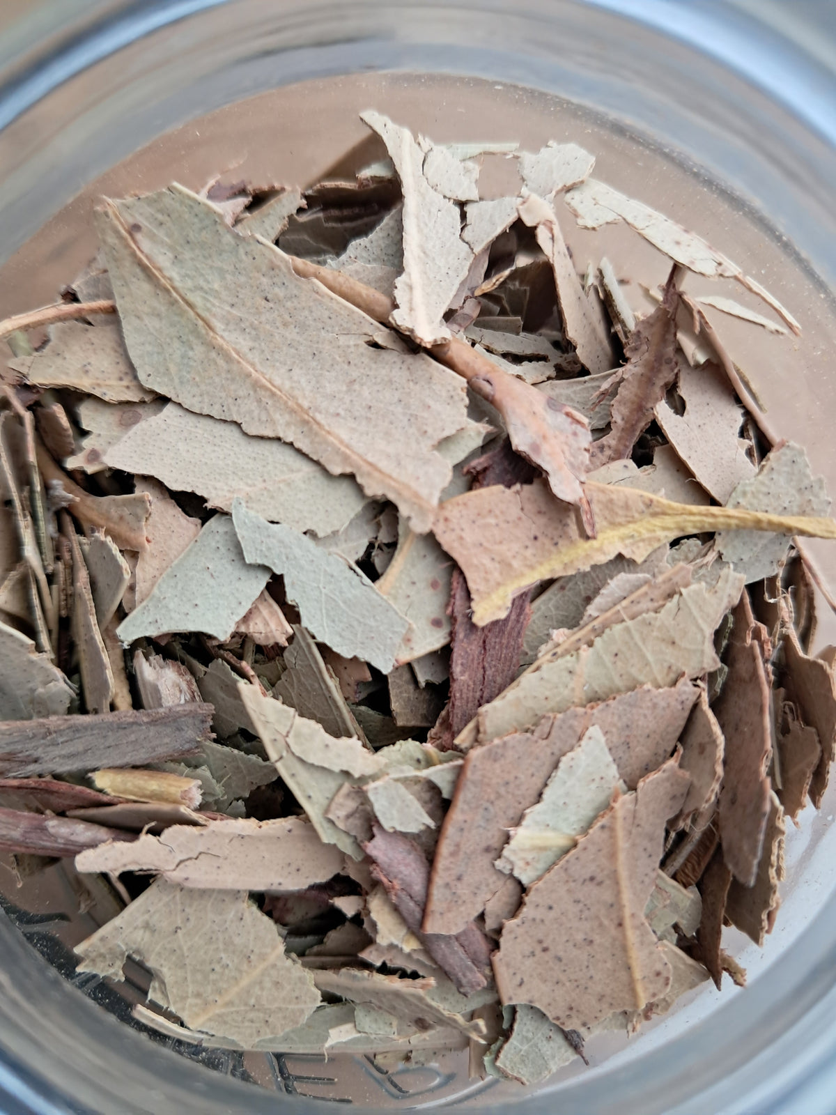 Eucalyptus leaf